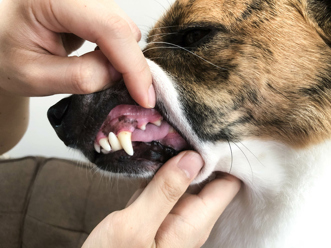 狗狗前排的牙齒保持的較乾淨