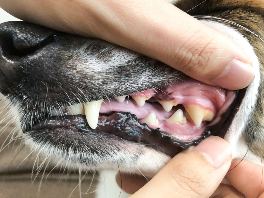 狗狗牙齒結石