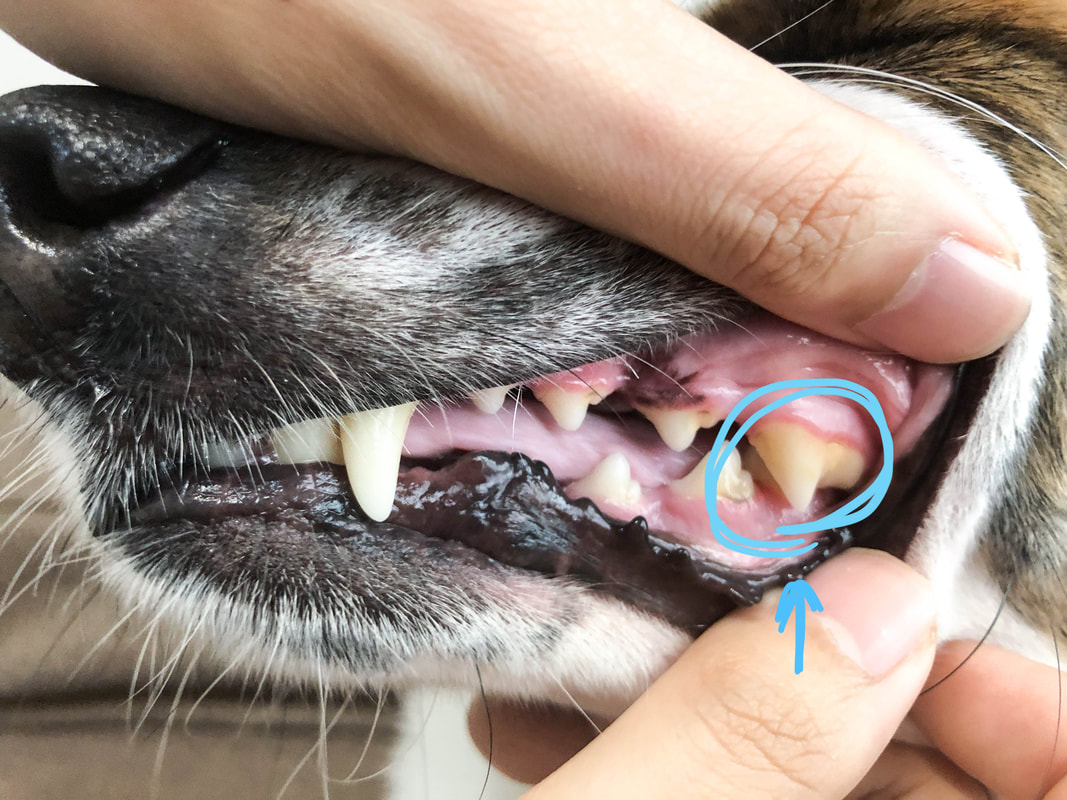 狗狗刷牙步驟